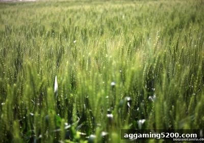 bbin电子站每月流水返还计划：资格、规则与领取指南