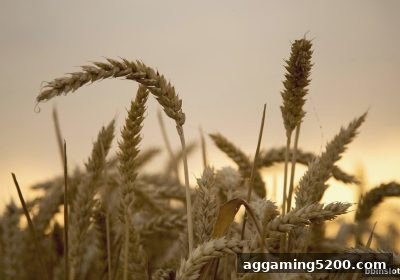 bbin电子站深度观察：捕鱼王游戏如何蜕变为社交互动新生态？